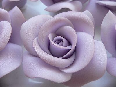 Fialové růže